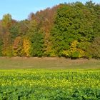 Herbst im Dachauer Hinterland III