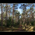 Herbst im Darßer Wald