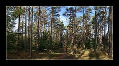 Herbst im Darßer Wald