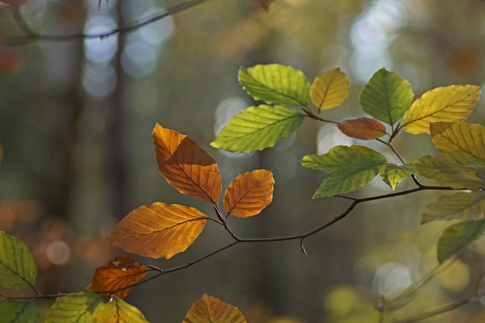 Herbst im Daubaner Wald