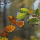 Herbst im Daubaner Wald