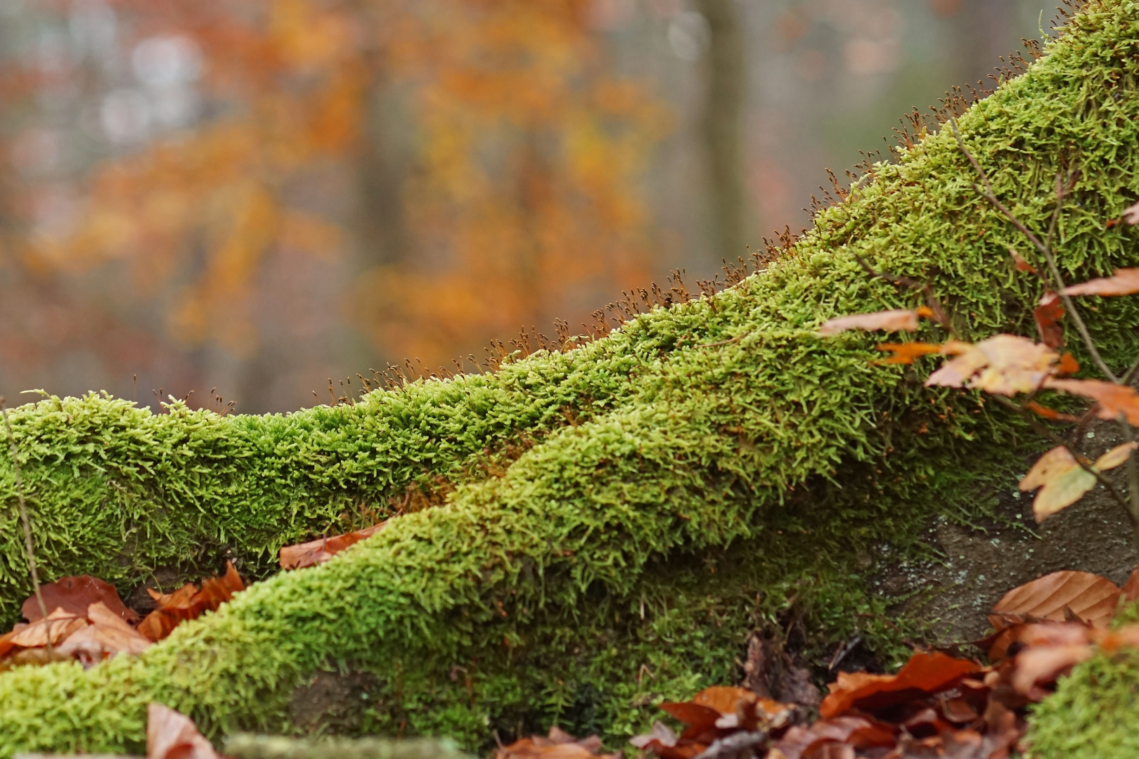 Herbst im Daubaner Wald