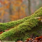 Herbst im Daubaner Wald