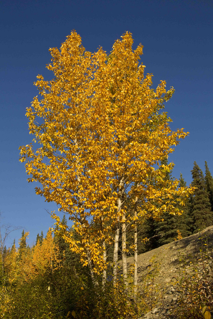 Herbst im Denali NP