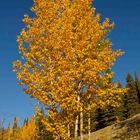 Herbst im Denali NP