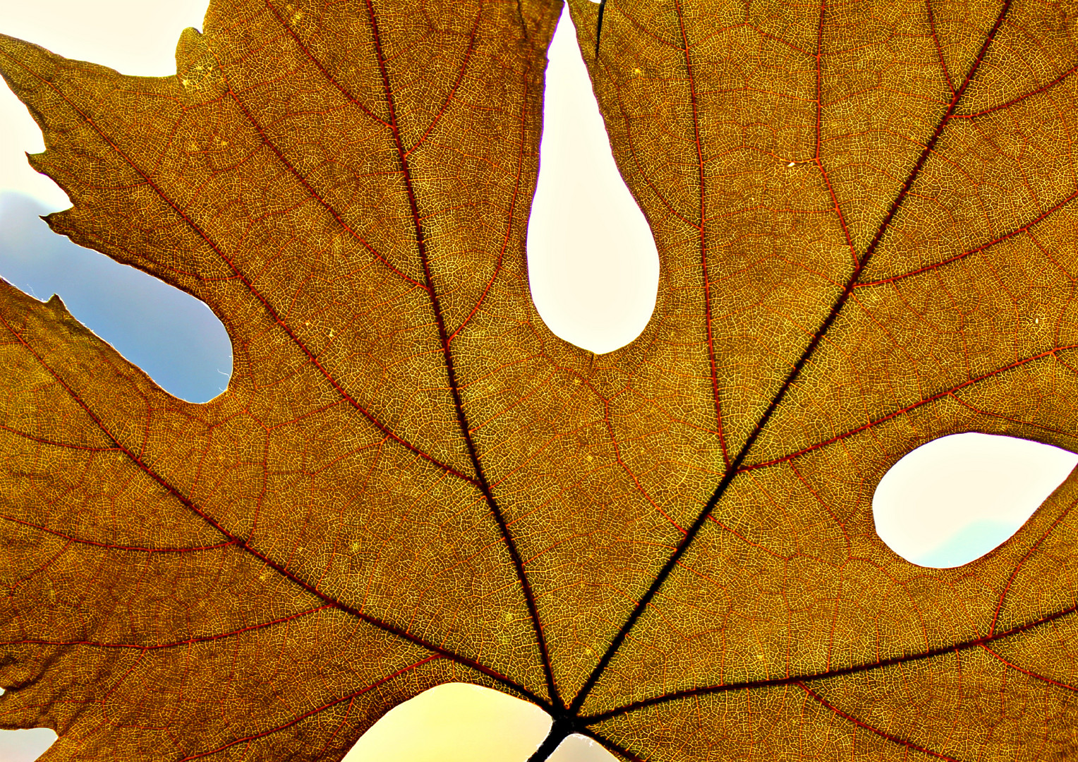 Herbst im Detail