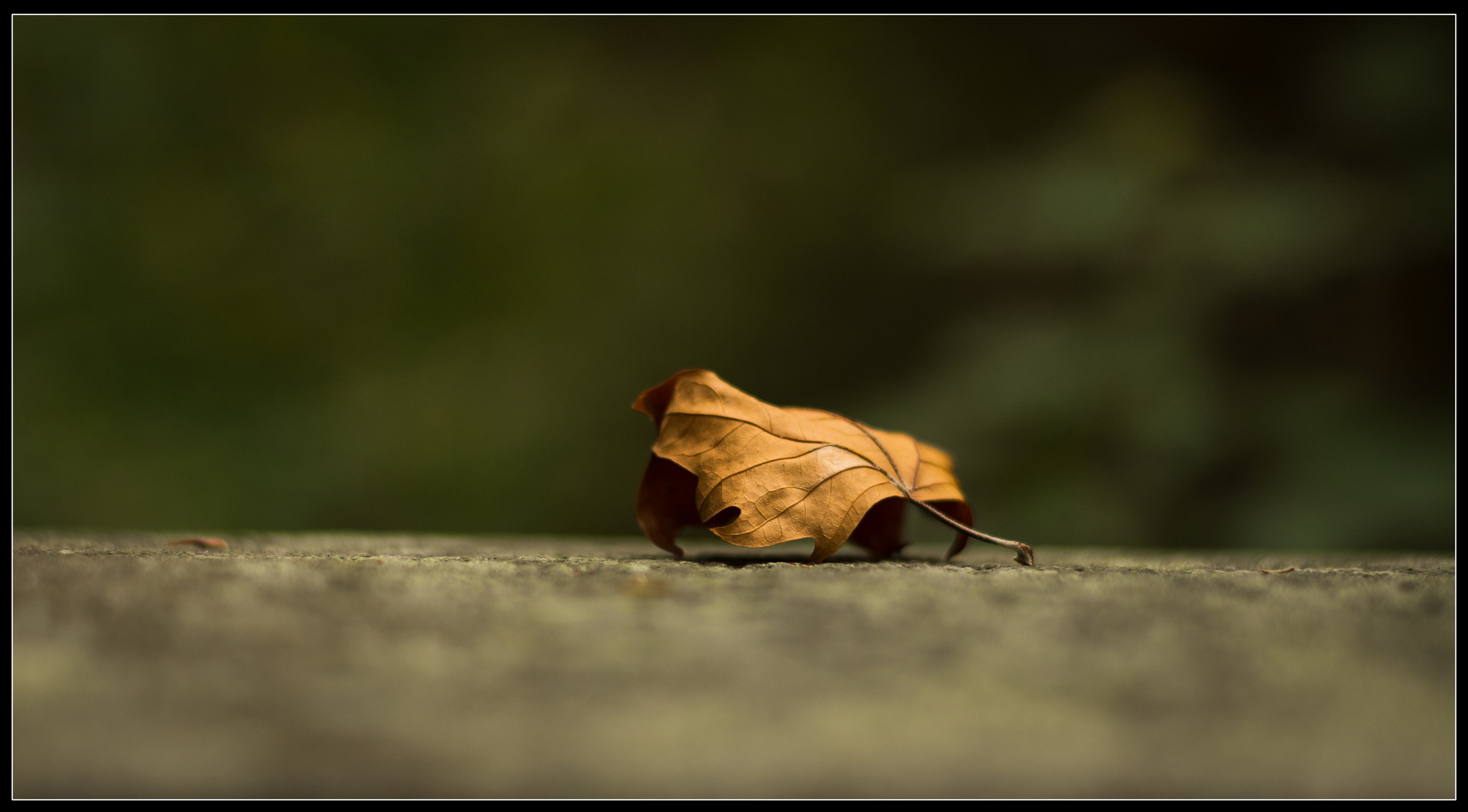 Herbst im Detail