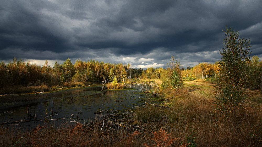 Herbst im Diepholzer Moor 2