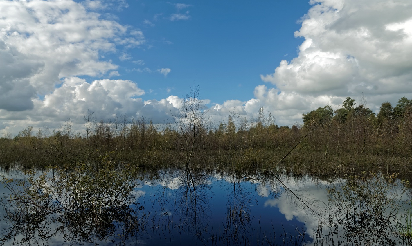 Herbst im Diepholzer Moor II