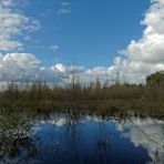 Herbst im Diepholzer Moor II