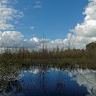 Herbst im Diepholzer Moor II