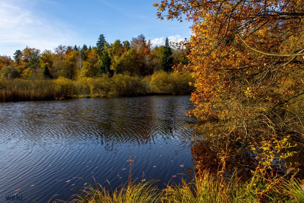 Herbst im Dingelsdorfer Ried von Werner Kirchhofer 