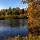 Herbst im Dingelsdorfer Ried