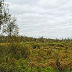 Herbst im Dorumer Hochmoor