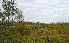 Herbst im Dorumer Hochmoor