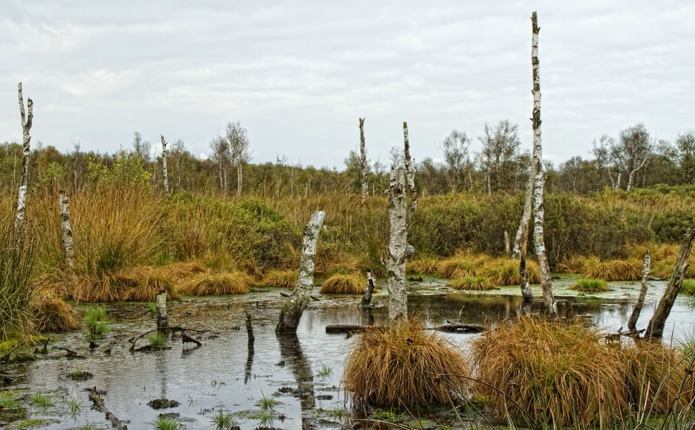 Herbst im Dorumer Hochmoor II