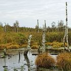 Herbst im Dorumer Hochmoor II