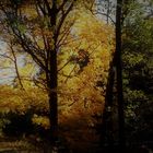 Herbst im Egertal
