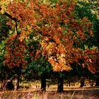 Herbst im Eichenhain 1