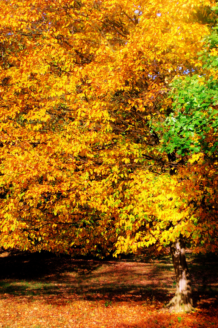 Herbst im Eichenhain 2