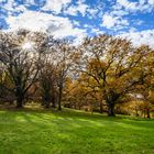 Herbst im Eichenhain