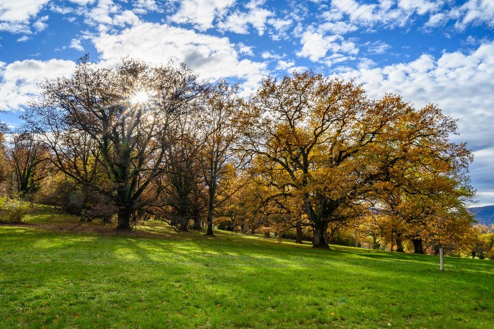 Herbst im Eichenhain