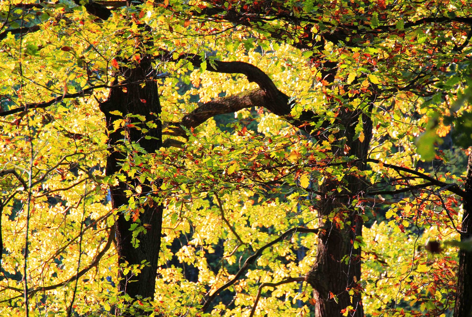 Herbst im Eichenwald