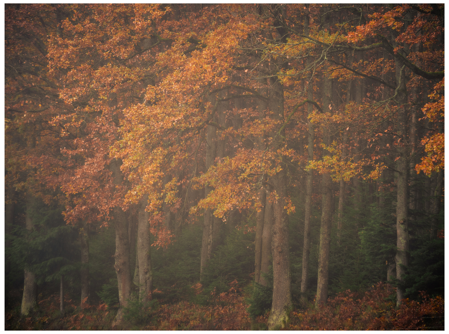 Herbst im Eichenwald