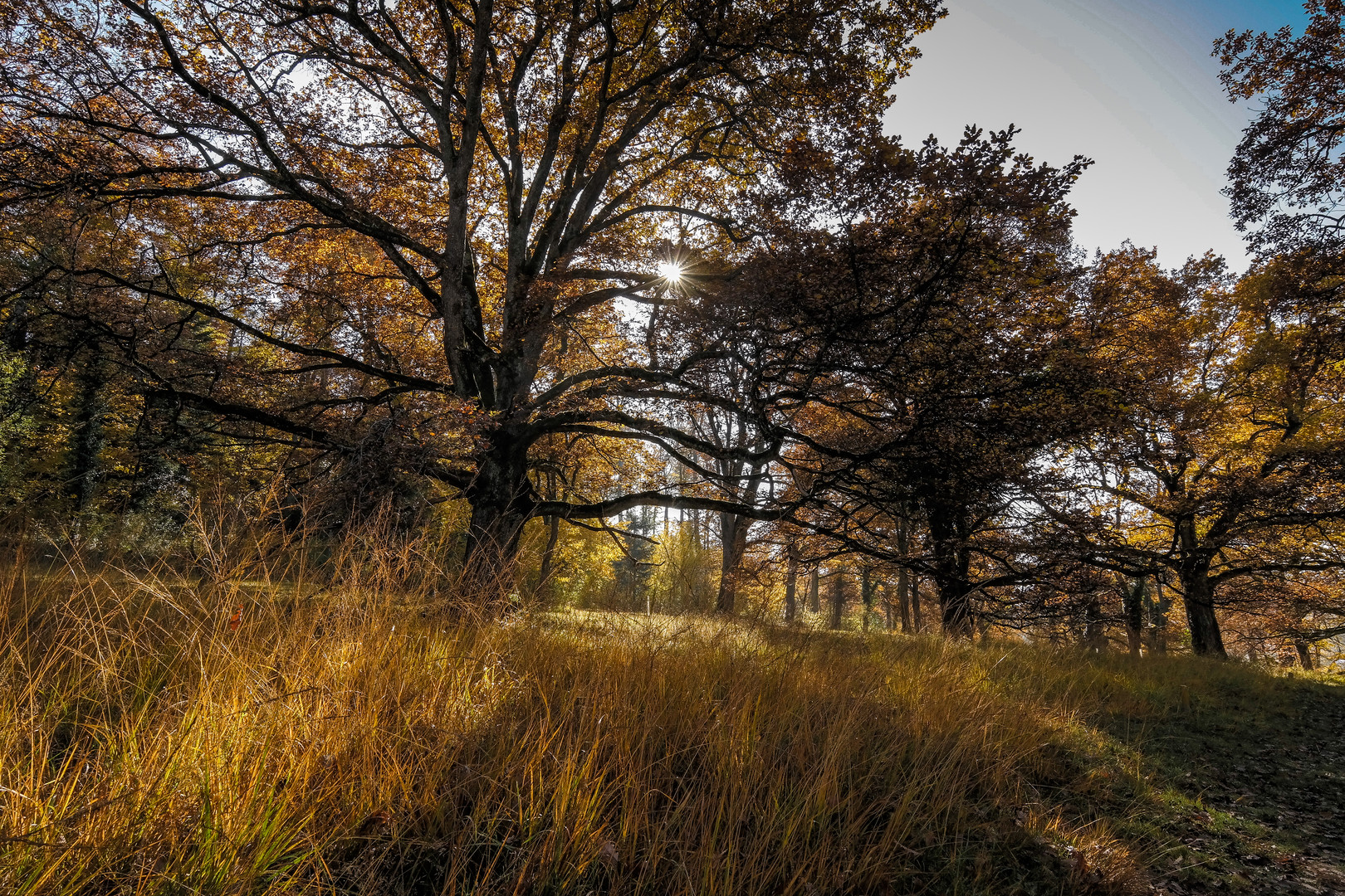 Herbst im Eichenwald