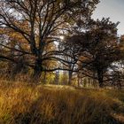 Herbst im Eichenwald