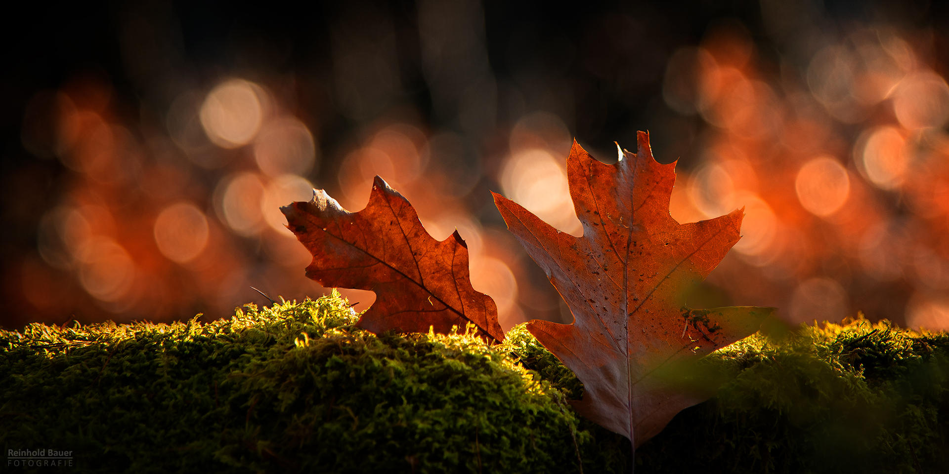 Herbst im Eichenwald