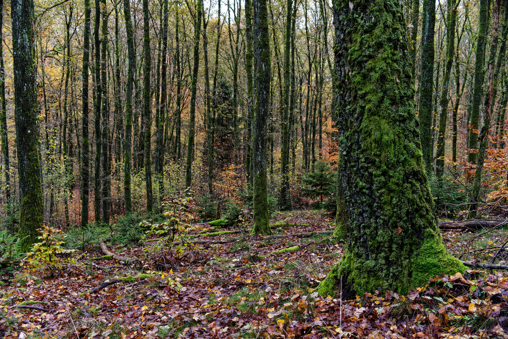 Herbst im Eichenwald