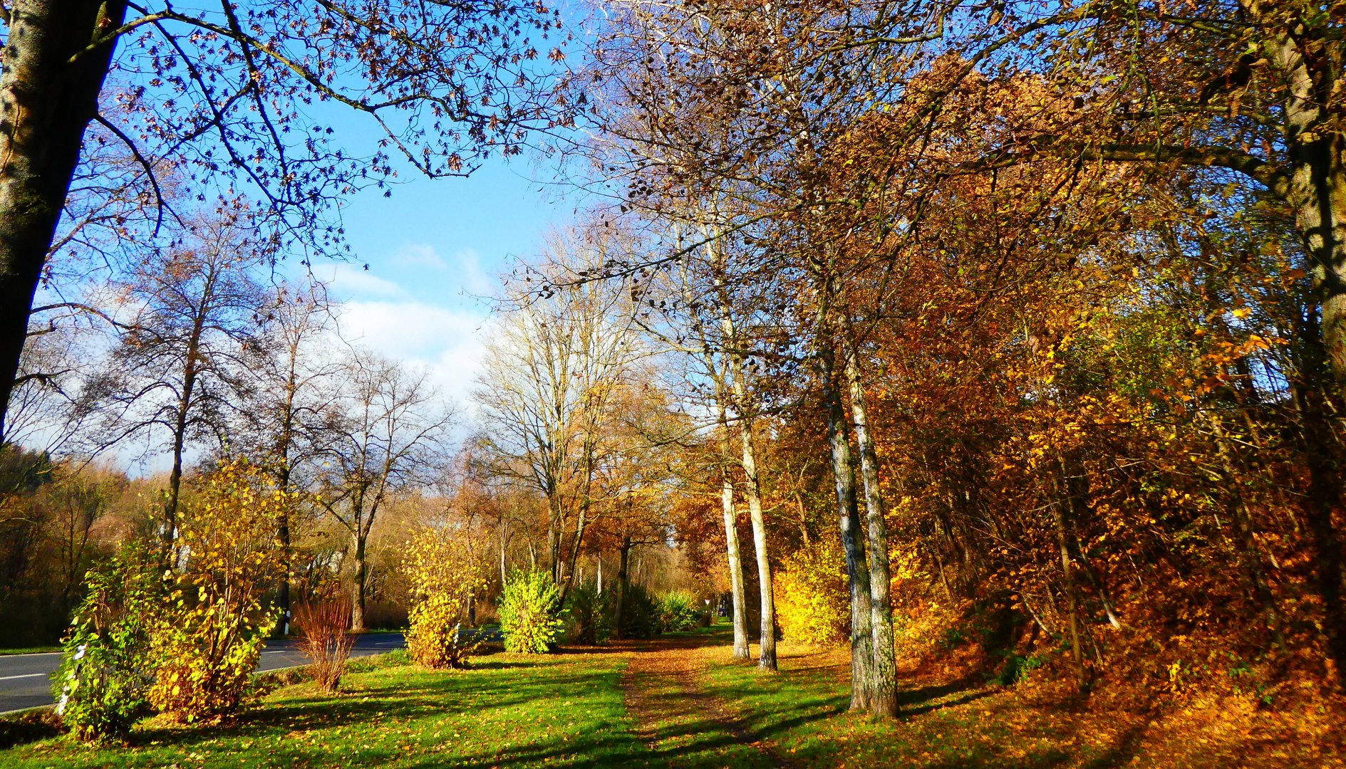 Herbst im Eicholz