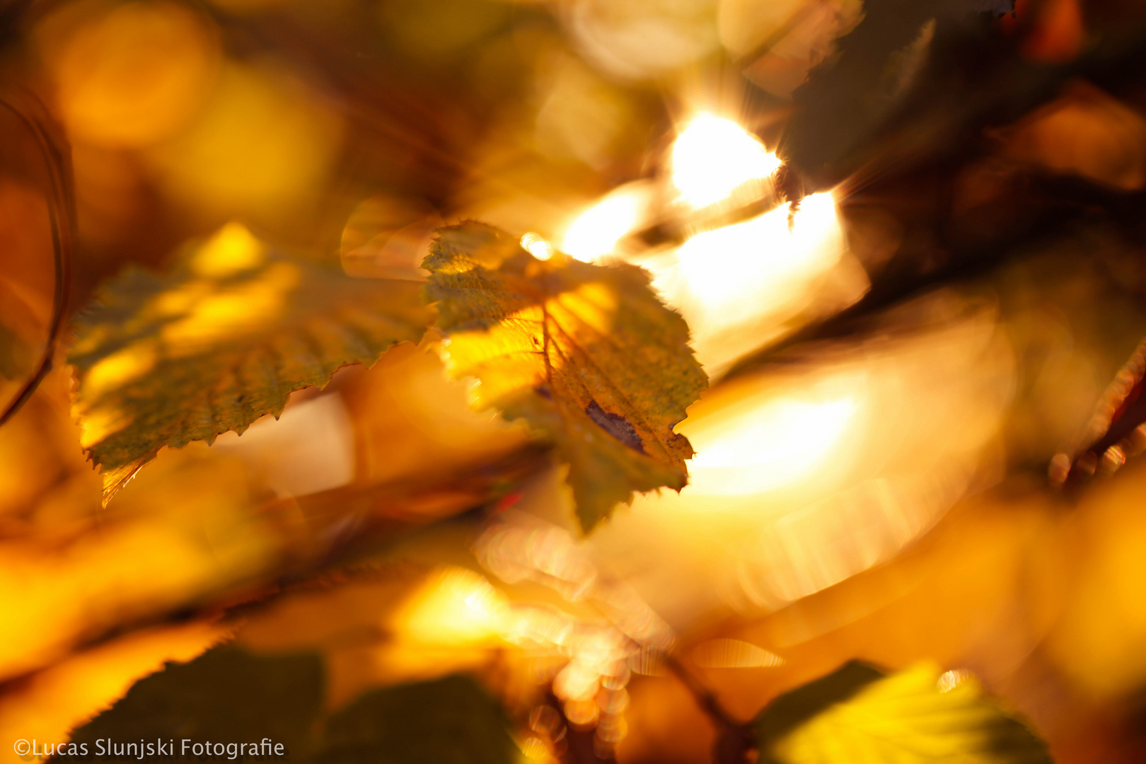 Herbst im eigenen Garten