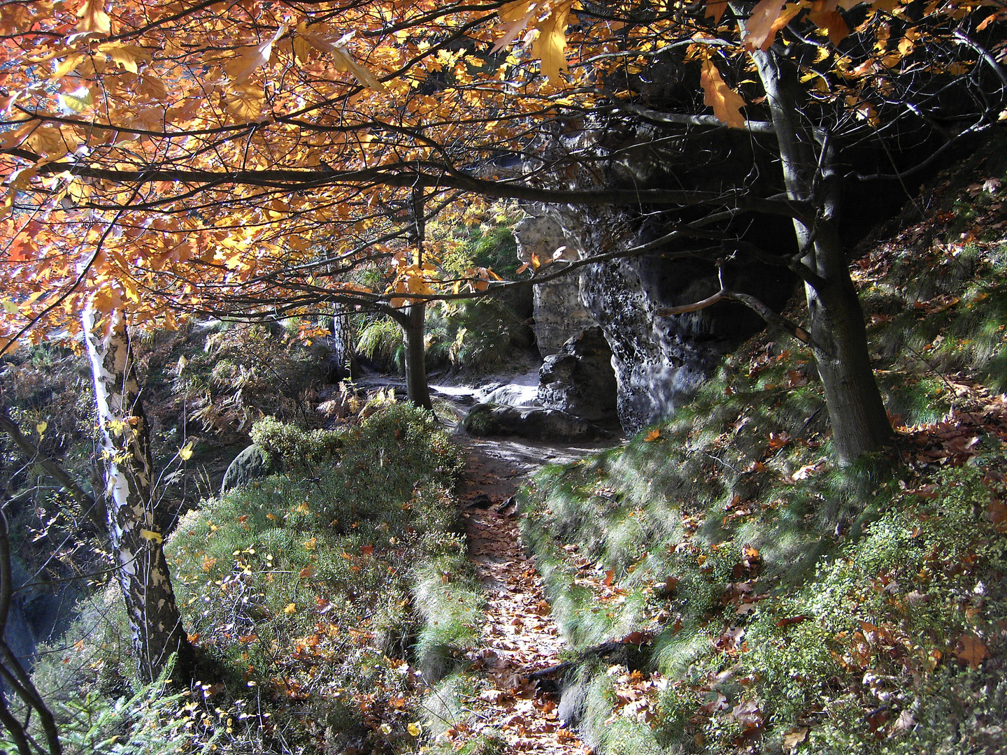 Herbst im Elbsandstein