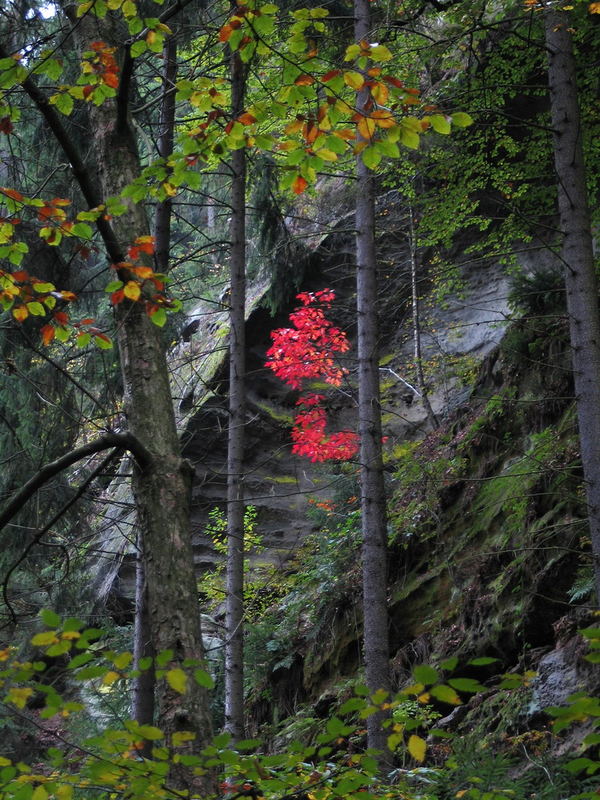 Herbst im Elbsandsteingebirge