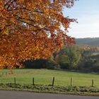 Herbst im Elm