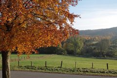 Herbst im Elm