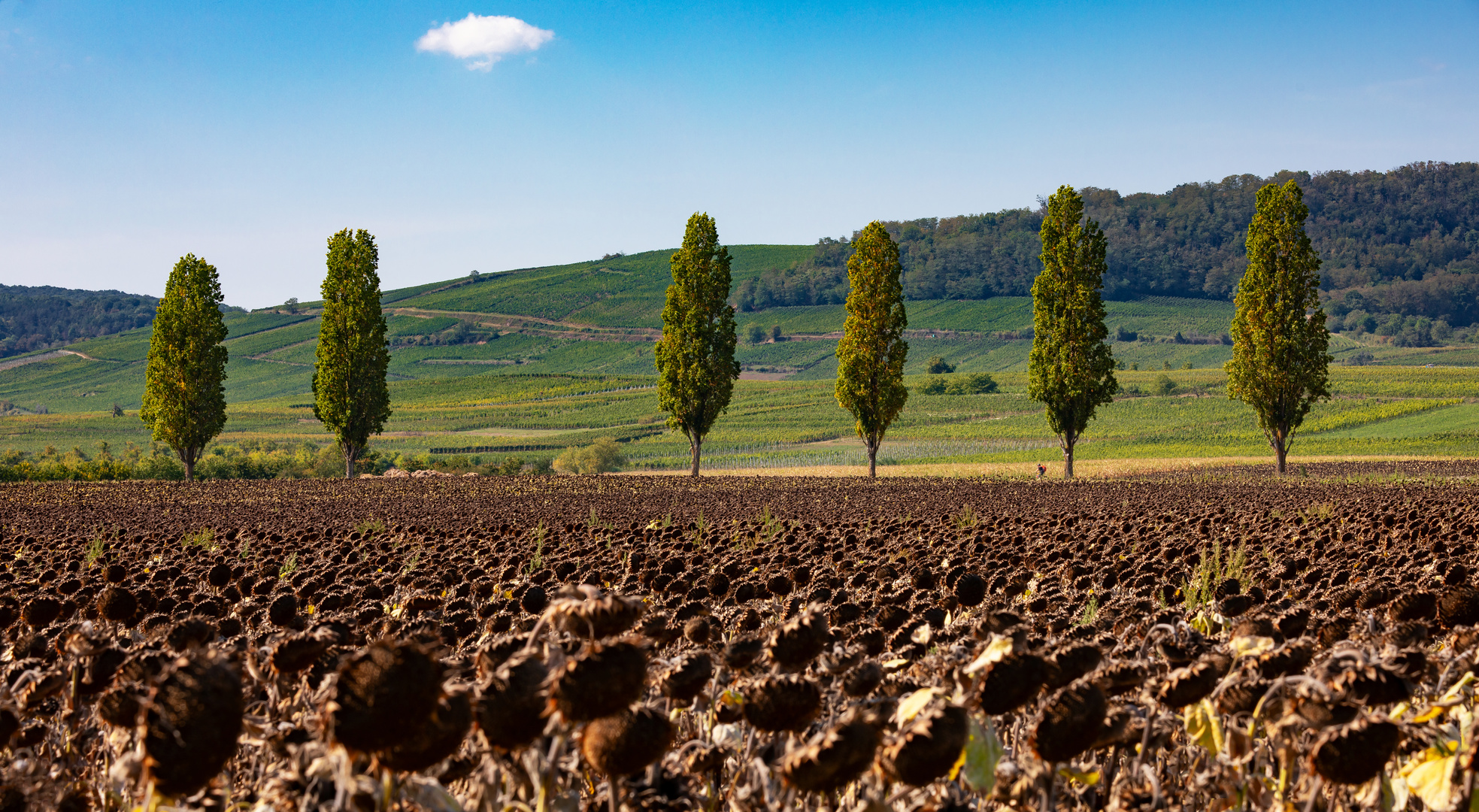 Herbst im Elsaß