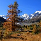 Herbst im Engadin