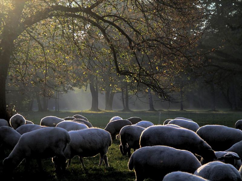 Herbst im Englischen Garten