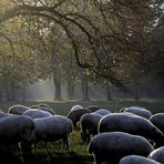 Herbst im Englischen Garten