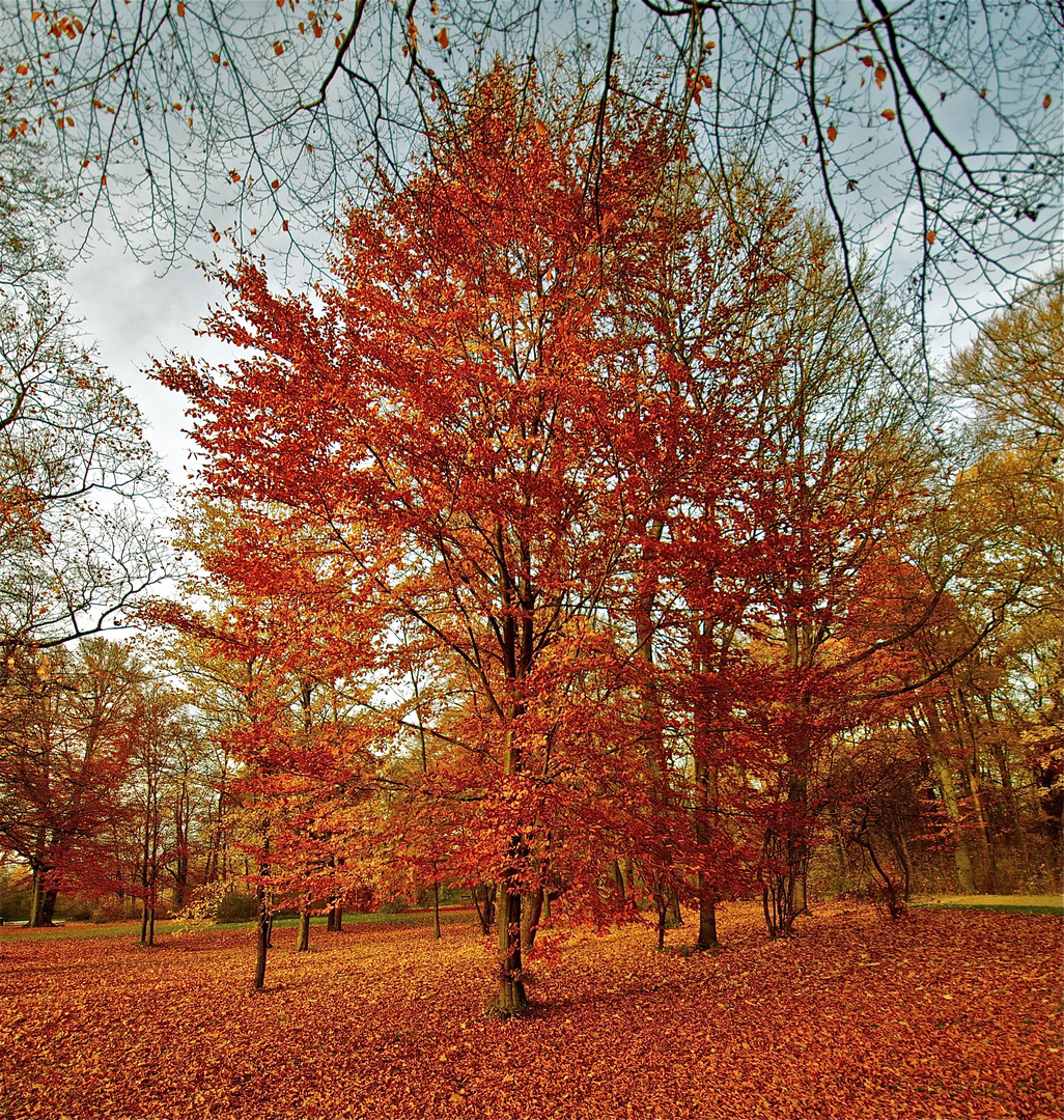 Herbst im Englischen Garten