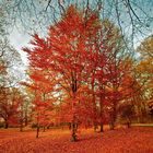 Herbst im Englischen Garten