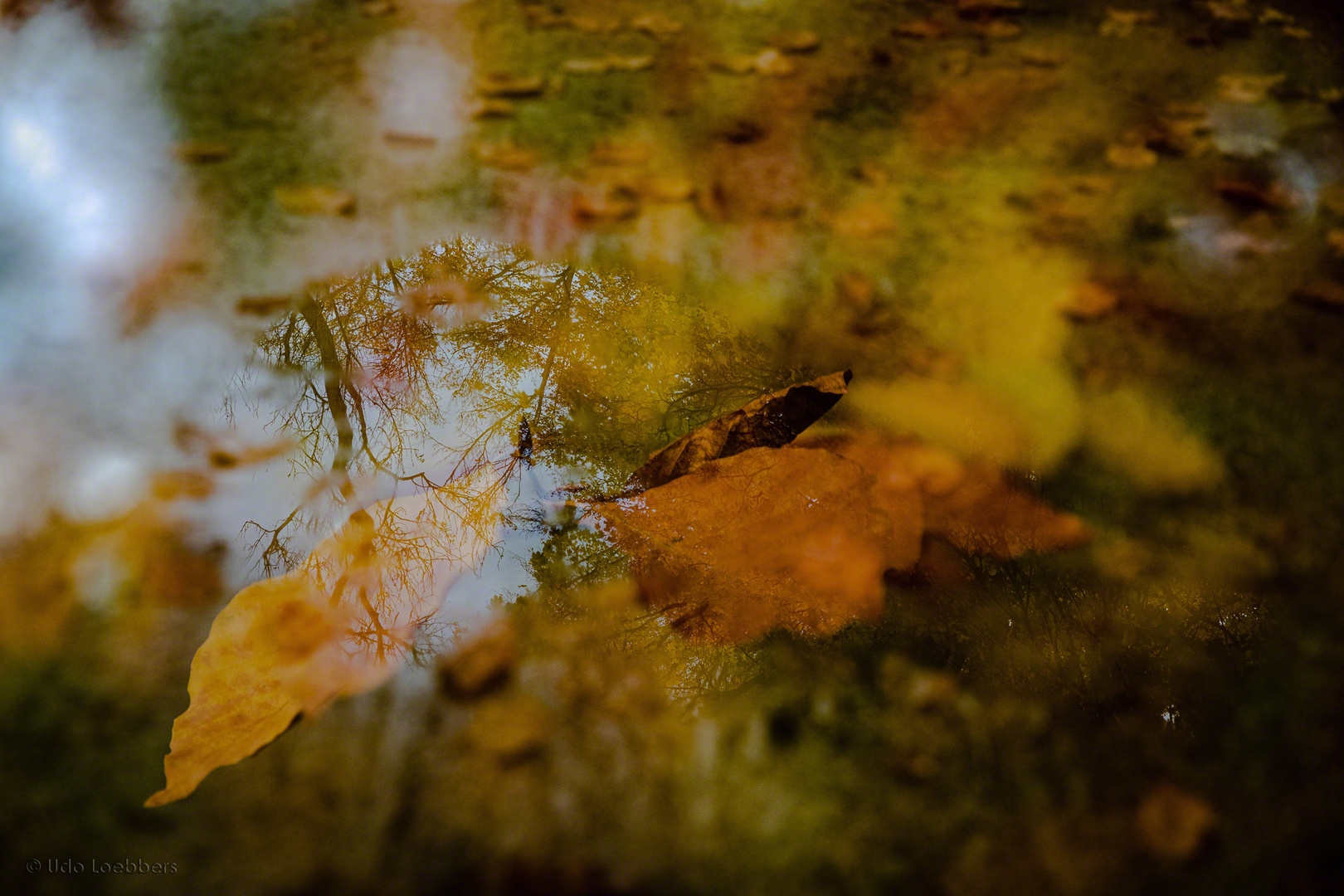 Herbst im Englischen Garten, München