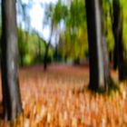 Herbst im Englischen Garten, München