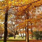 Herbst im Erlanger Schlossgarten