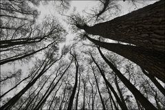 Herbst im Erlenwald