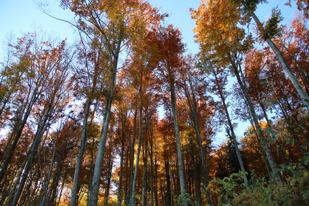 Herbst im Erzgebirge