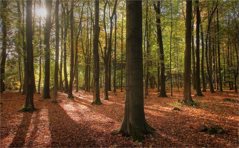 Herbst im Erzgebirge